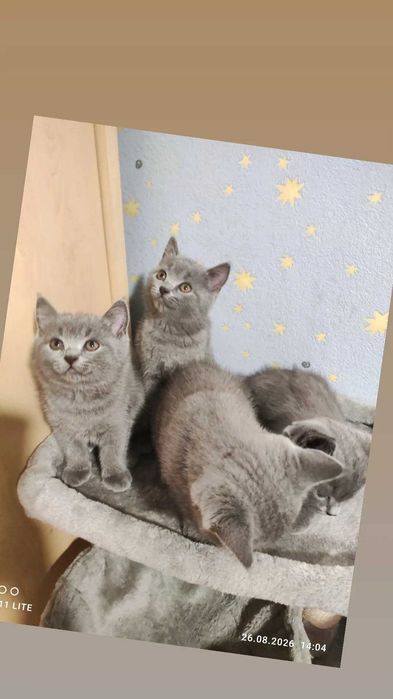 Нов дом на котенца