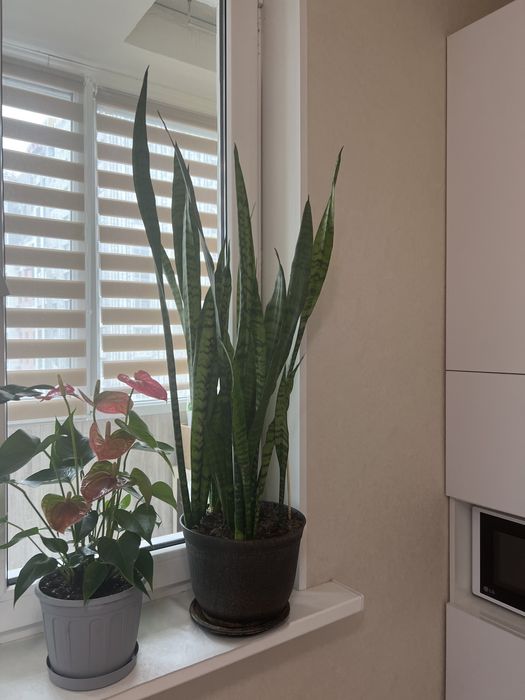 Сансевиерия 1м