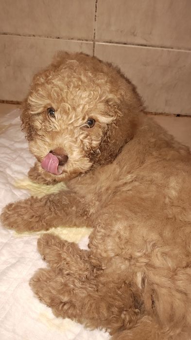 Мини пудел (той) момче