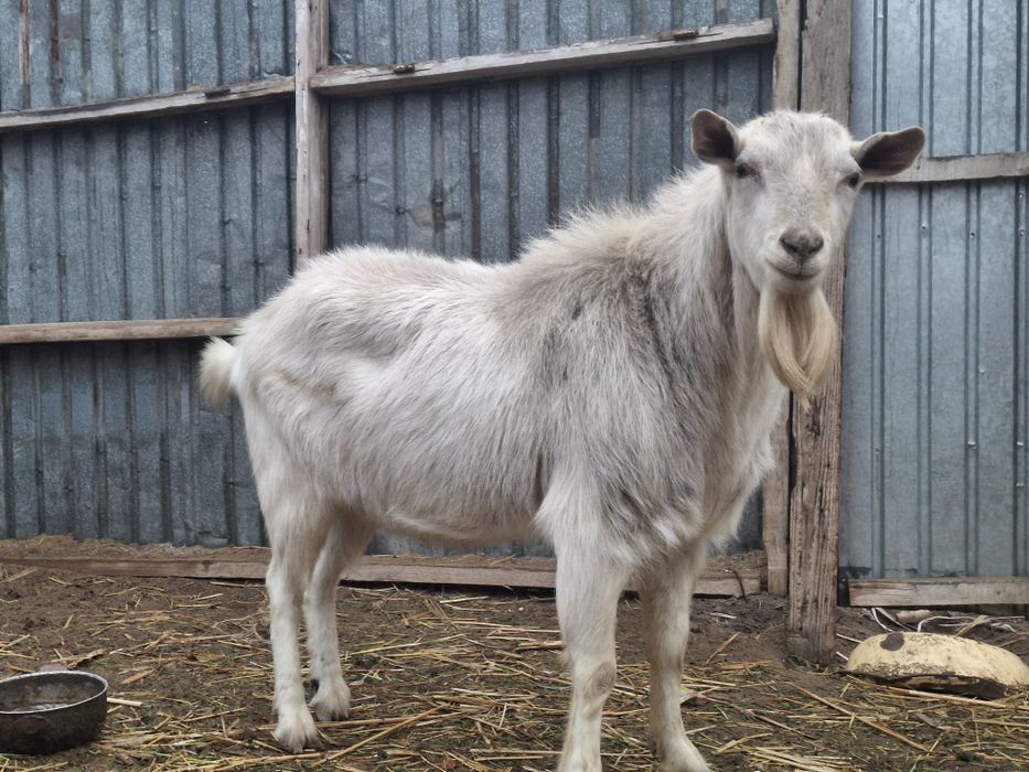 Занен теке сатылады
