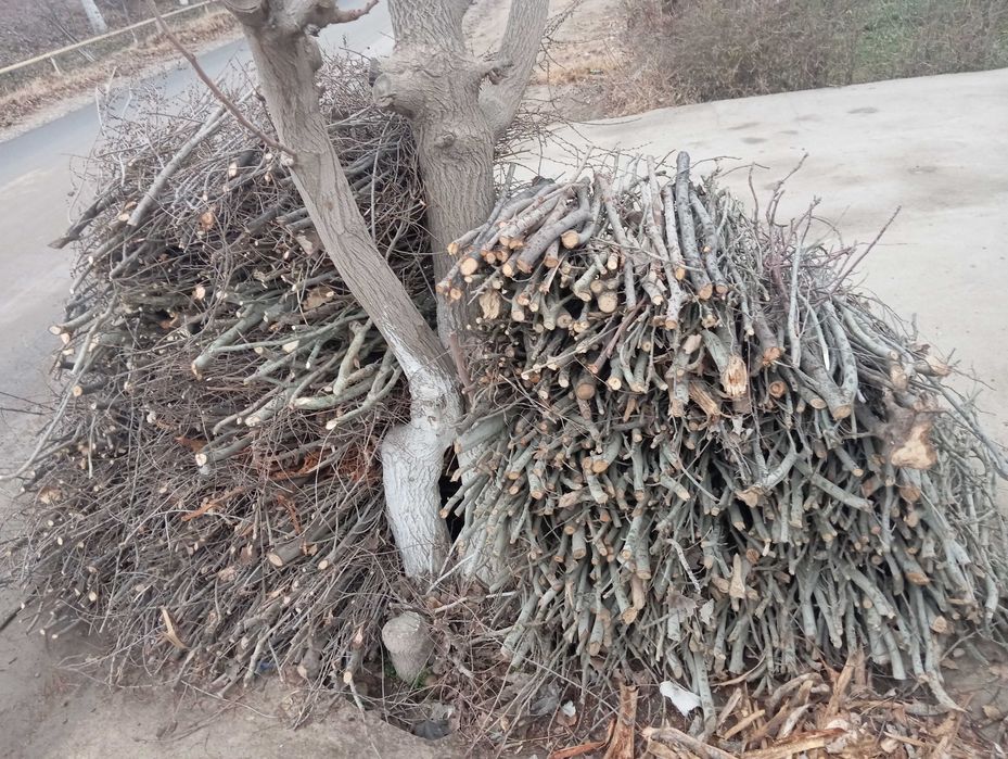 Утин ўтин oʻtin utin сотилади