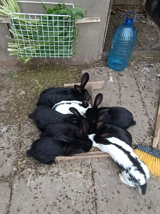 Iepuri fluture german