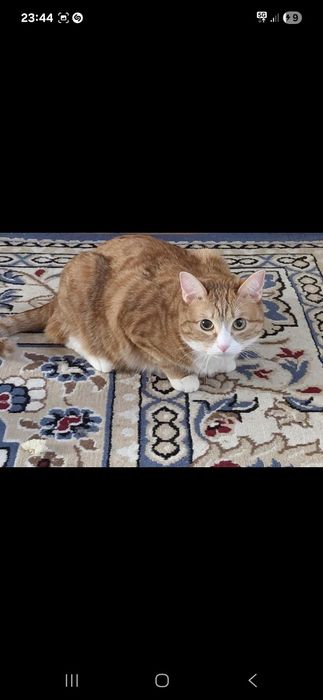 Кот 8 мес даром кот