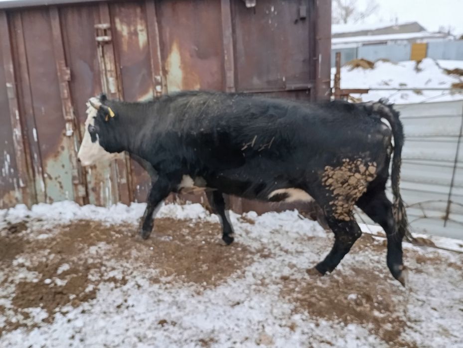 Продается Тёлочка 4 года