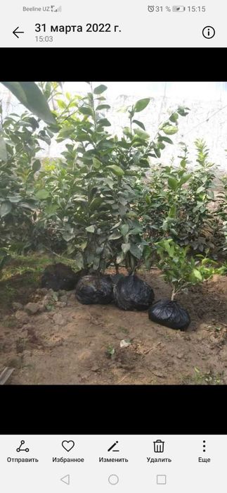 продам саженцы лимон мандарин киви