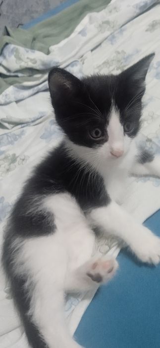 Mushik bolalari bepul