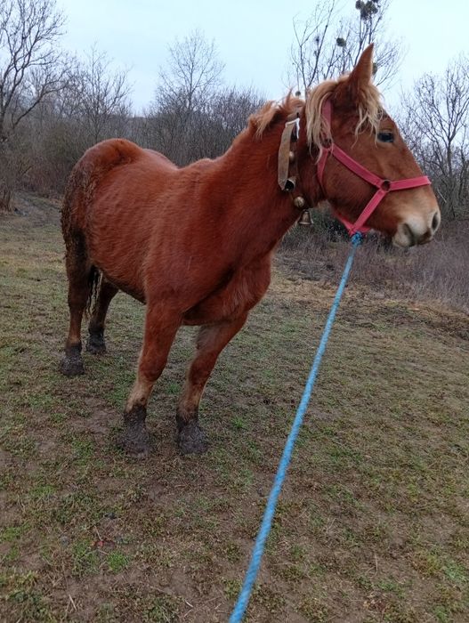 De vzare Mânzâ de onani múlté detali telefoni