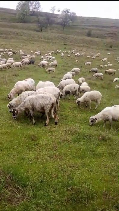 Oii de vânzare (citiți descrierea)