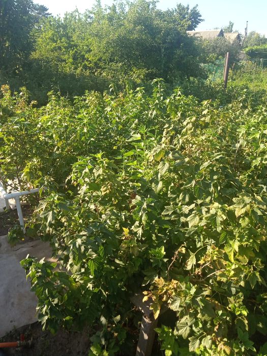 Продам дачу в районе Кривого озера