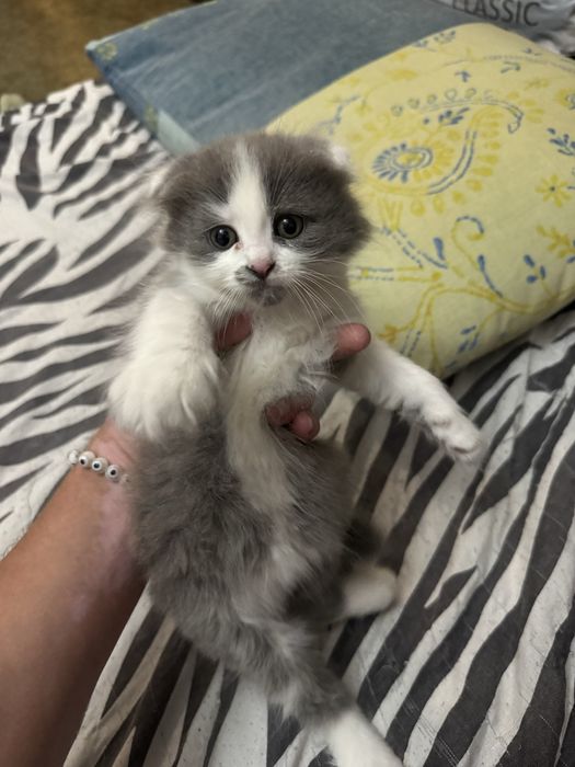 Продаются вислоухие котята