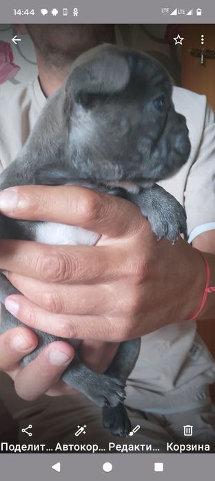 Продам щенков французского бульдога