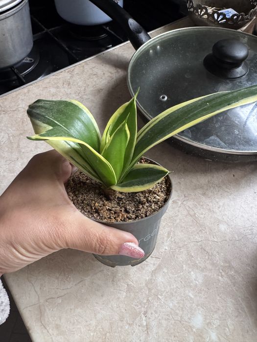 Sansiveriya guli sotiladi