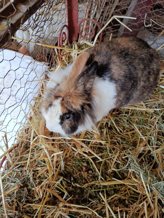 Femele adulte cap de leu