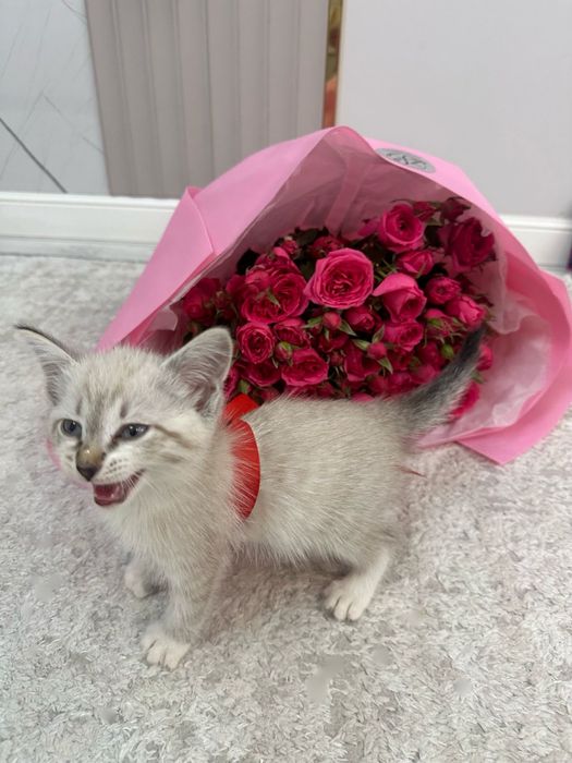 Британская кроткошерстый котёнок