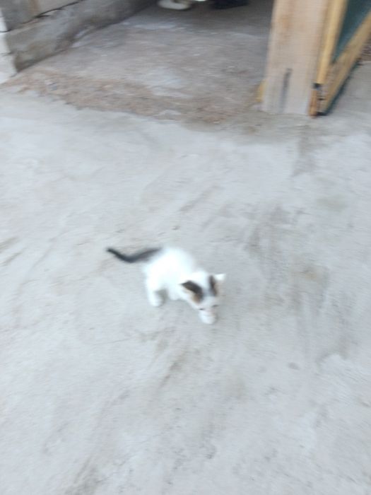Отдам в хорошие руки