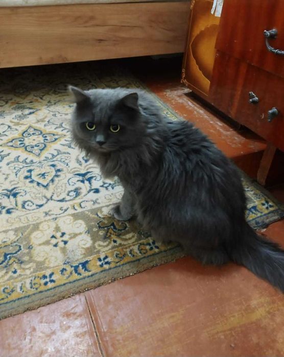 Котам нужен дом! Срочно!