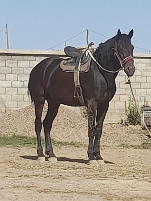 ат сатылады