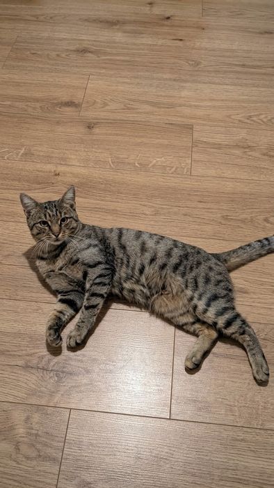 Кот мальчик в добрые руки котик