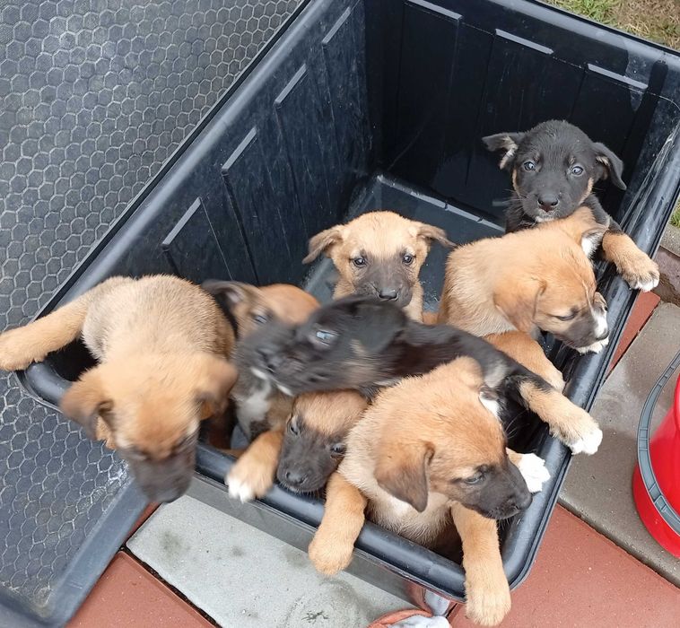 Donez pui cățel adorabili