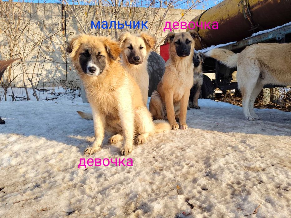 Щенки, один мальчик, три девочки, 3 месяца