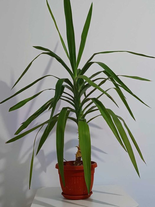 Стайно растение Юка