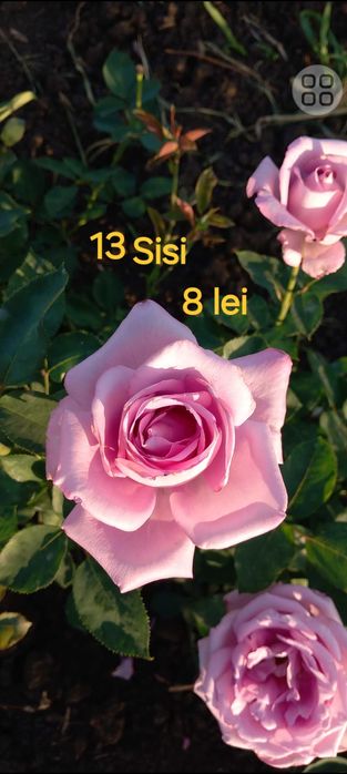 Trandafiri cu rădăcina liberă