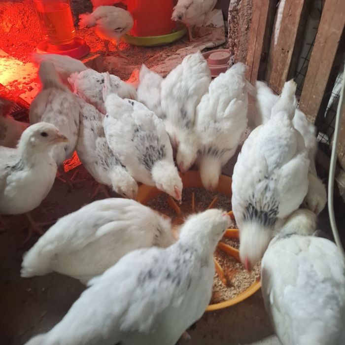 Циплята на продажу породы адлер церебристый