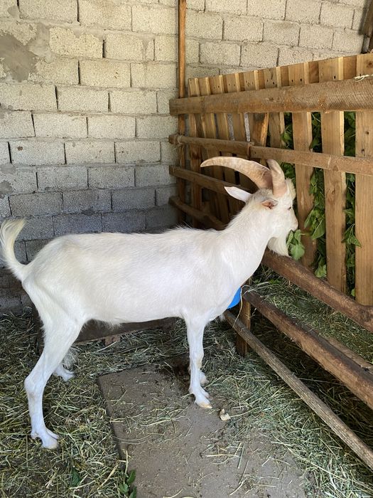 Такала занин.