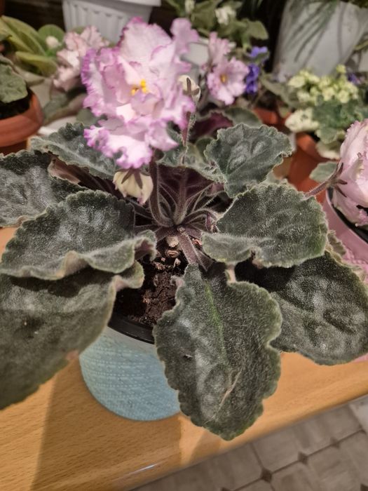 Продам фиалки разные