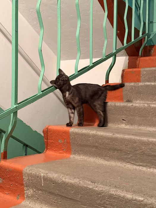 Котенок, черненькая девочка