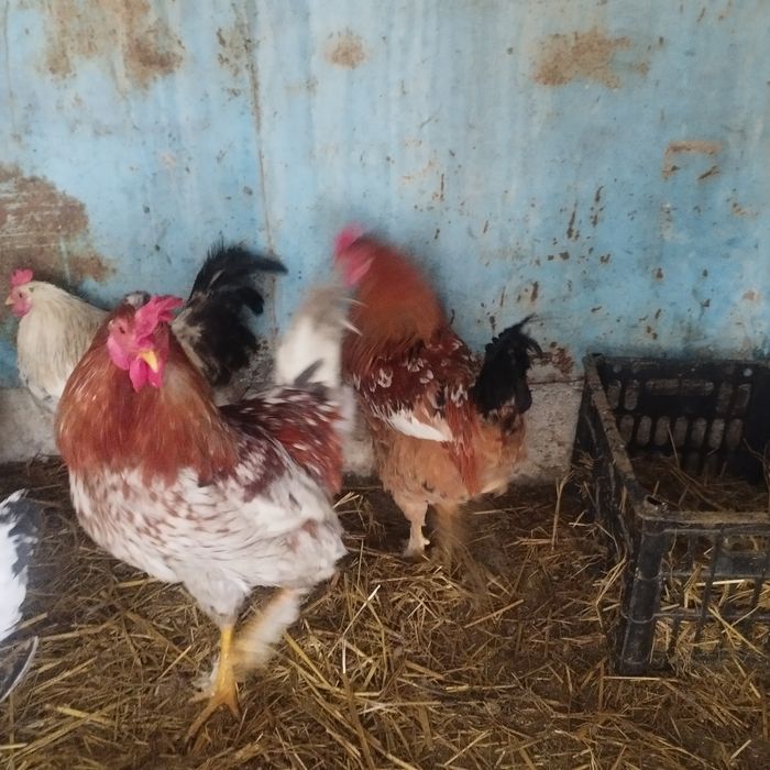 Продам куры домашние