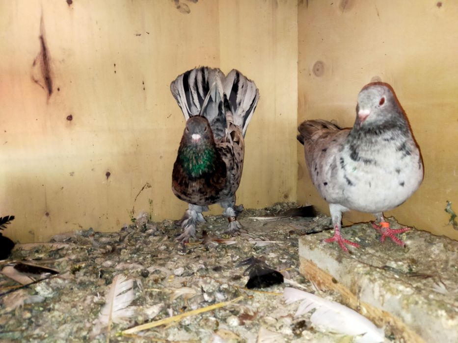 Голуби мраморные  широкохвостые