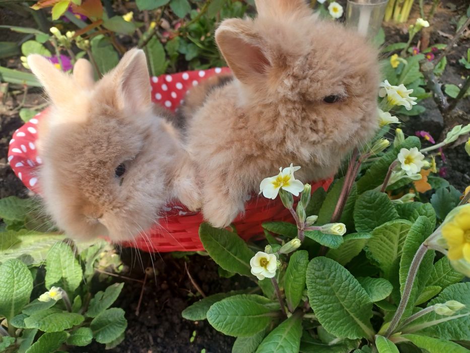 Iepurași cap de leu