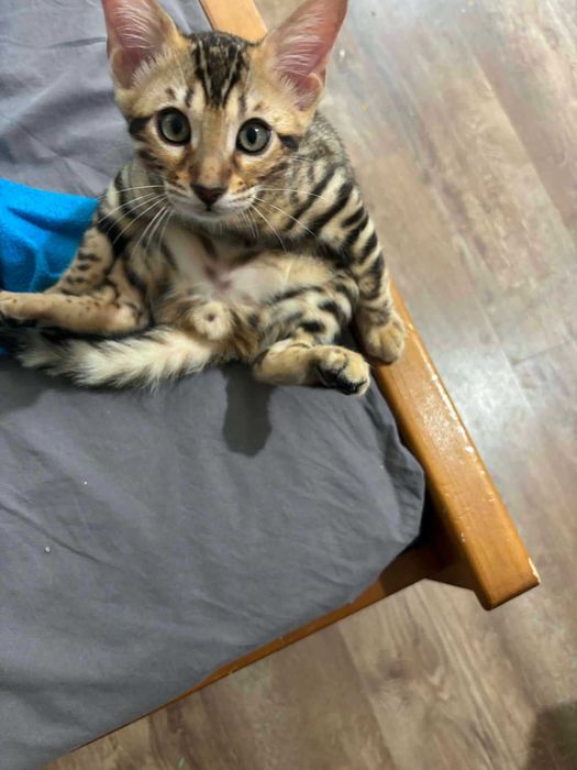 Бенгалски котенца