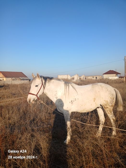 Айғыр мінуге арналған