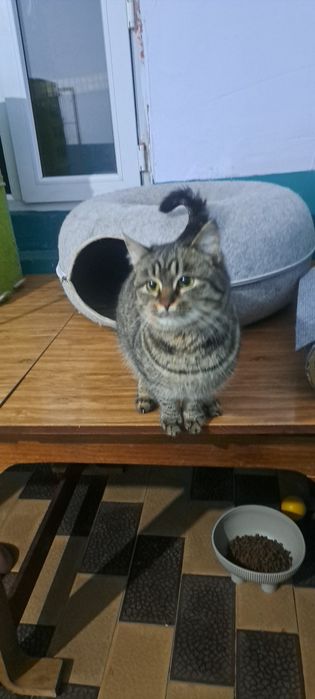 Кошечка стерильная