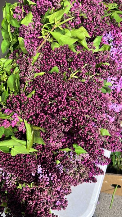 Сирень в пучках для букетов