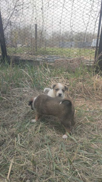 Срочно отдам щенков