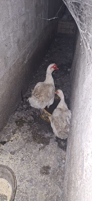 Vând păsări mai multe detalii în privat