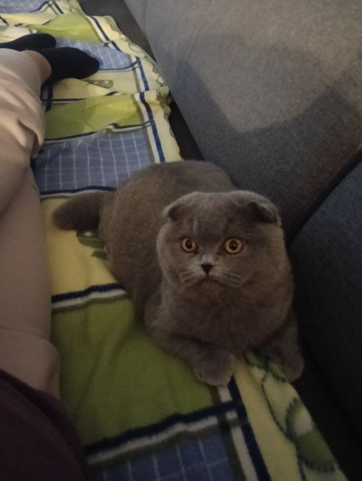 Pisica Scottish Fold