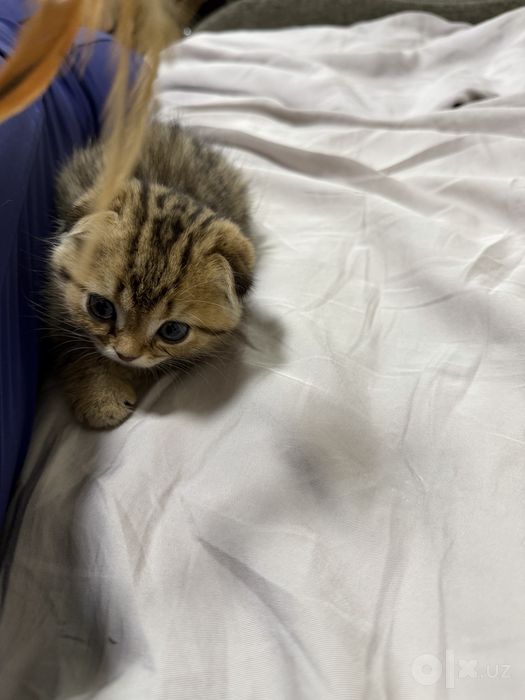 Scottish fold golden shaded 2 oylik