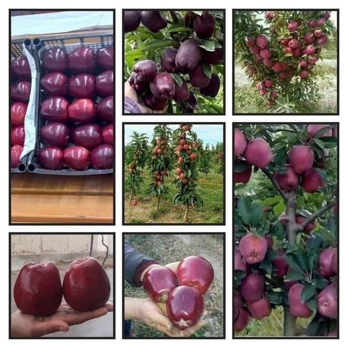 Тоза интинсиб ва полкарлик кучатлар