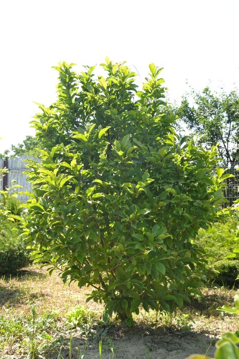 Magnolia tuia brazi gazon rulou