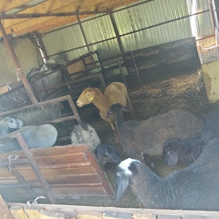 Продам баранов в круг