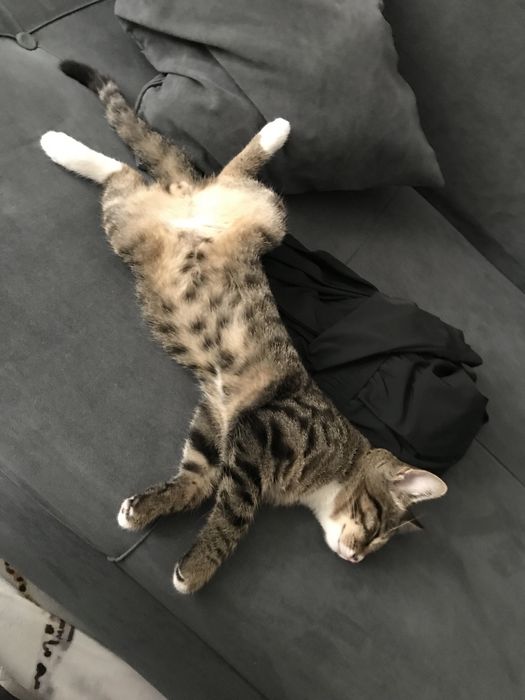 Отдам в добрые руки котика!
