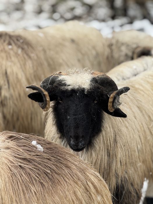 Vand berbeci sau schimb