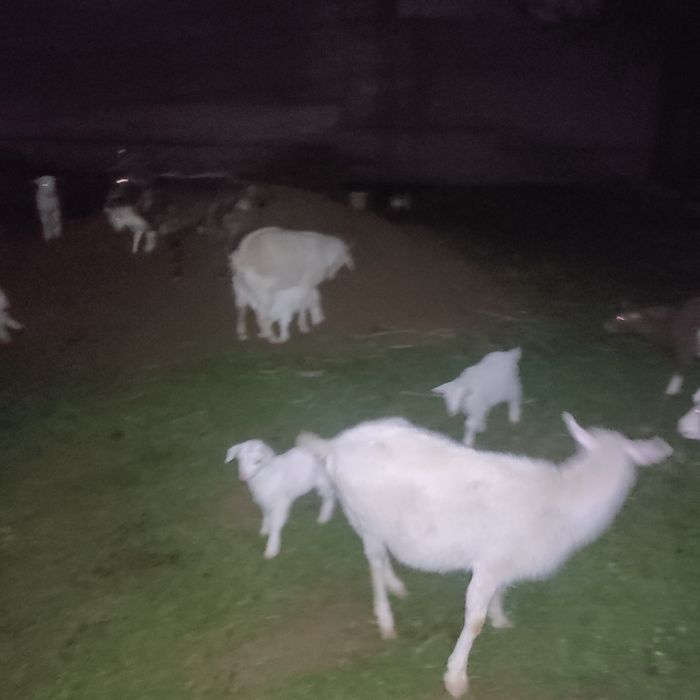 Ешки саумал лактарымен