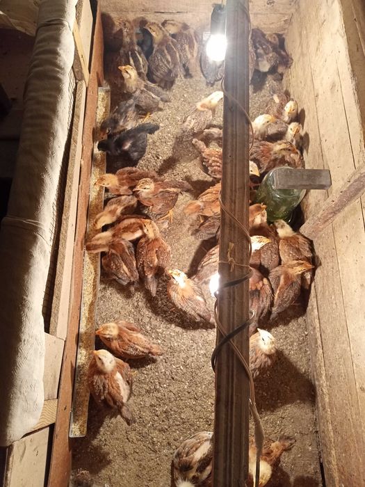 Продается  Хан-Хяп 3