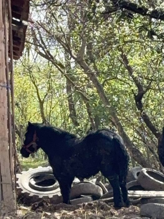 Manji de 1 ani,armăsari