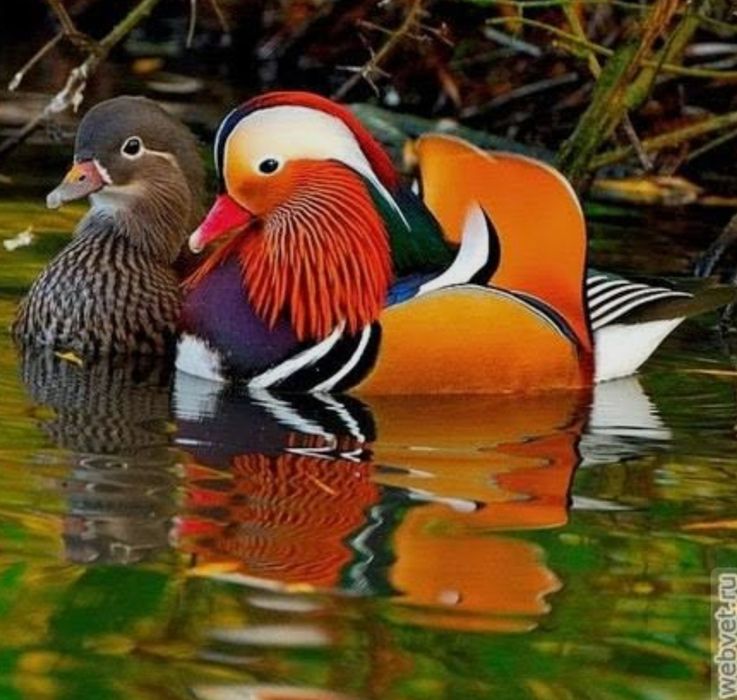 Продам уток мандаринок пара